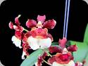 Oncidium Jairak Fragrance Gum Pagan